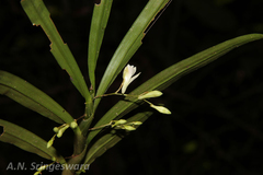Dendrobium heyneanum